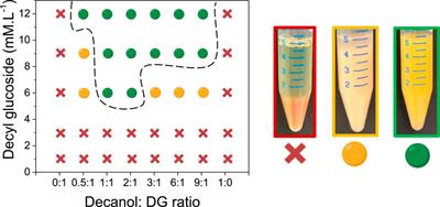 Mixture of fatty alcohols and alkyl polyglucosides stabilizing water-in-water emulsions